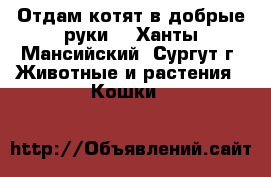 Отдам котят в добрые руки  - Ханты-Мансийский, Сургут г. Животные и растения » Кошки   